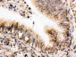 Anti-ERp57 Picoband Antibody